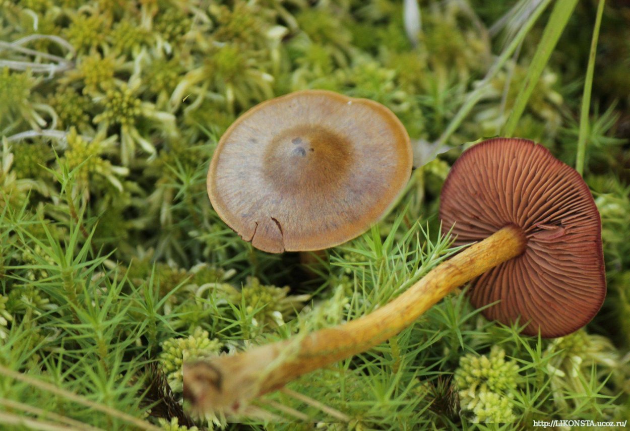 Паутинник кроваво-красноватый