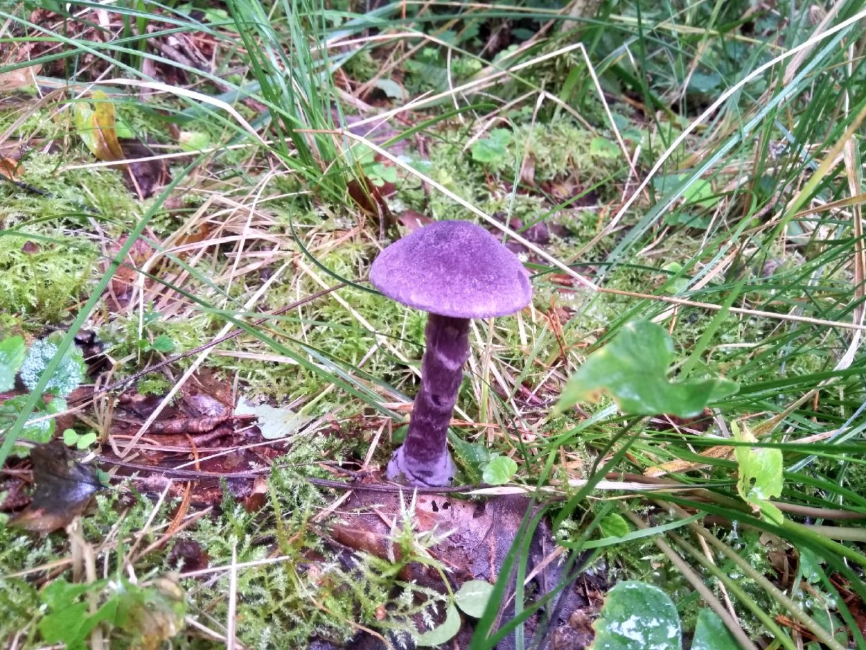 Cortinarius anthracinus