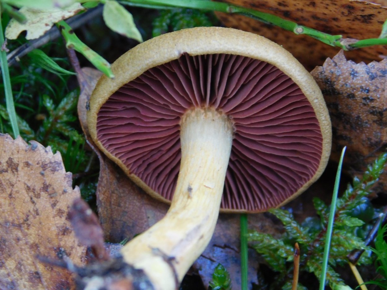 Паутинник бело-фиолетовый