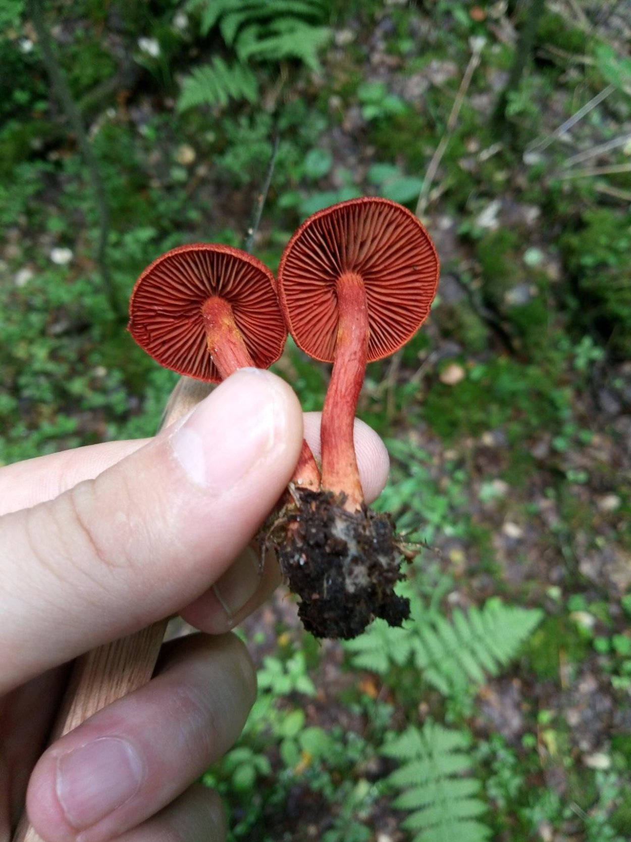 Паутинник карминно-красный