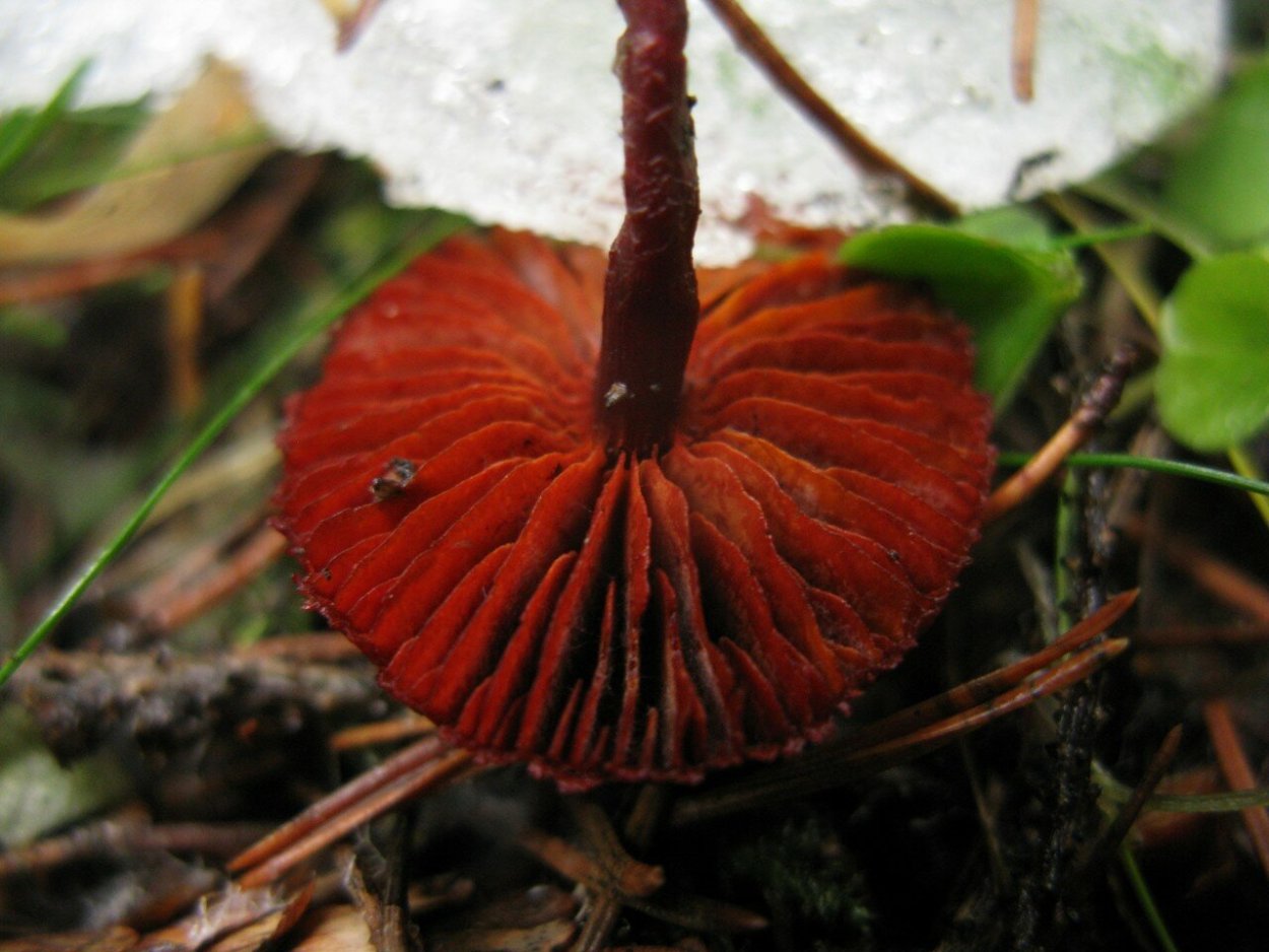 Melanophyllum eyrei