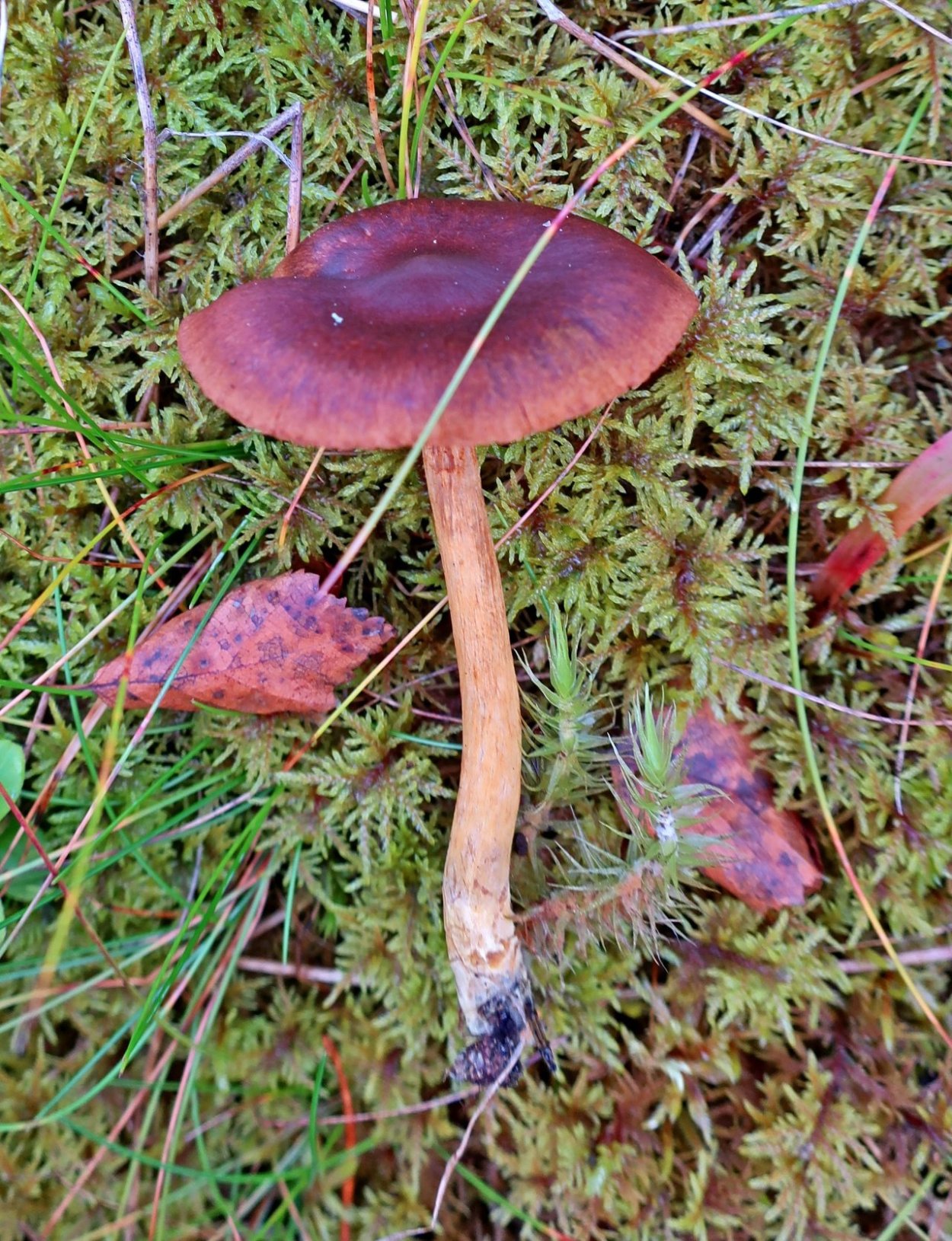 Паутинник кроваво-красноватый