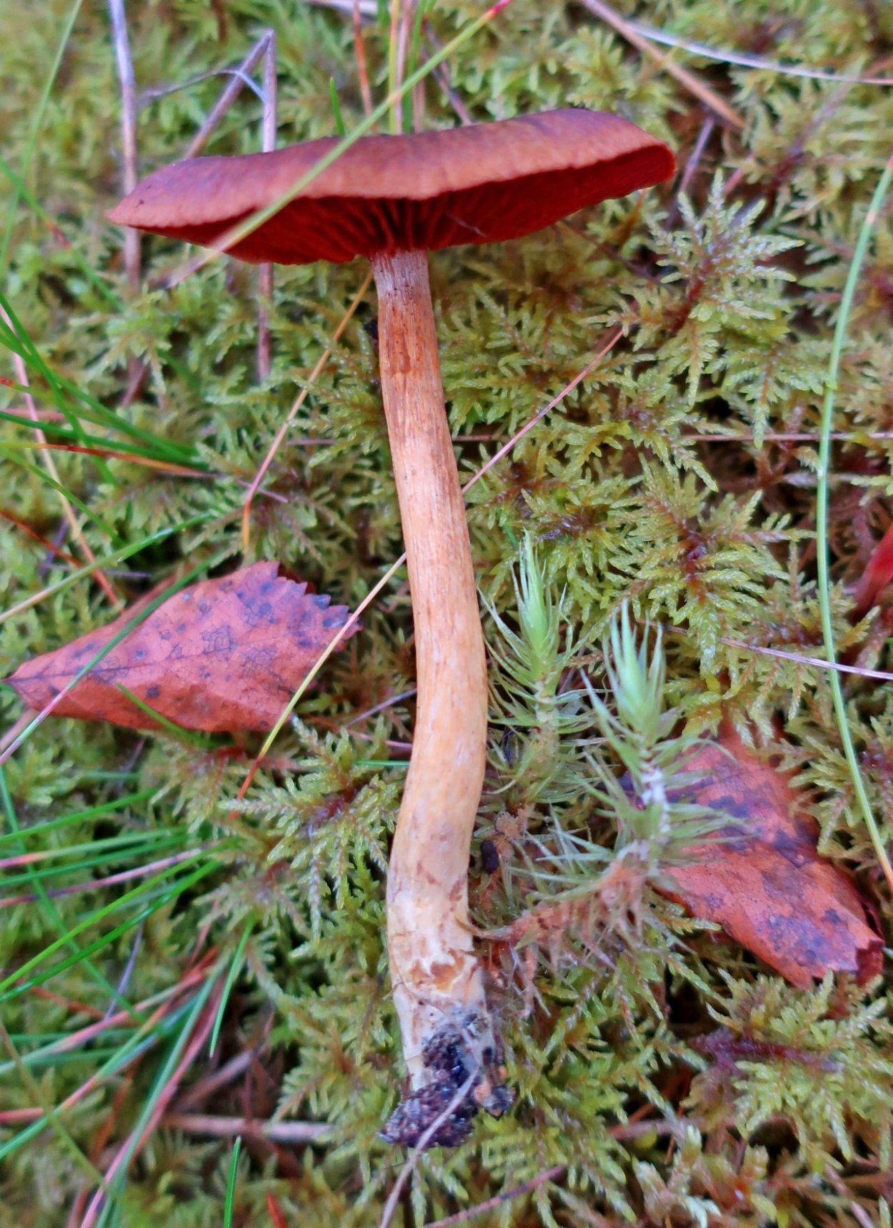 Паутинник карминно-красный