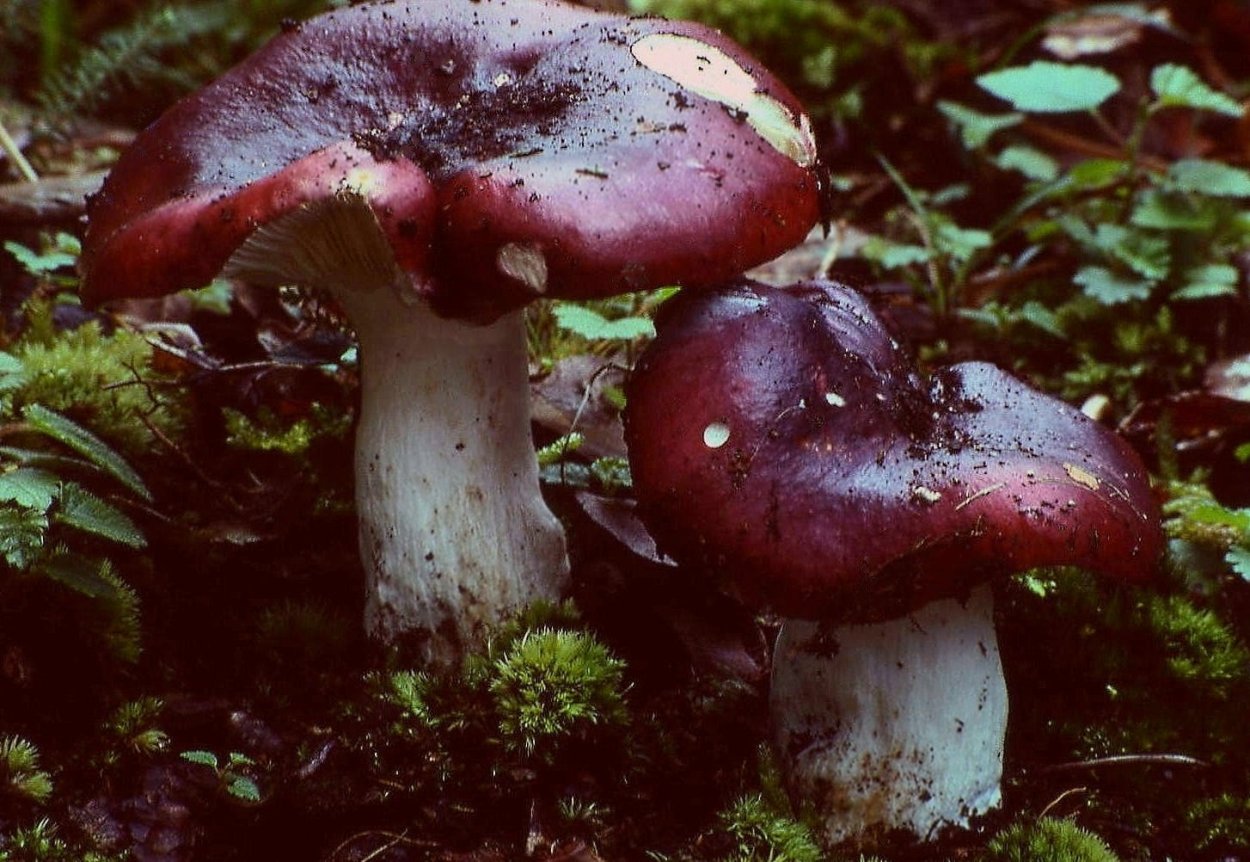 Паутинник багряный Cortinarius PURPURASCENS