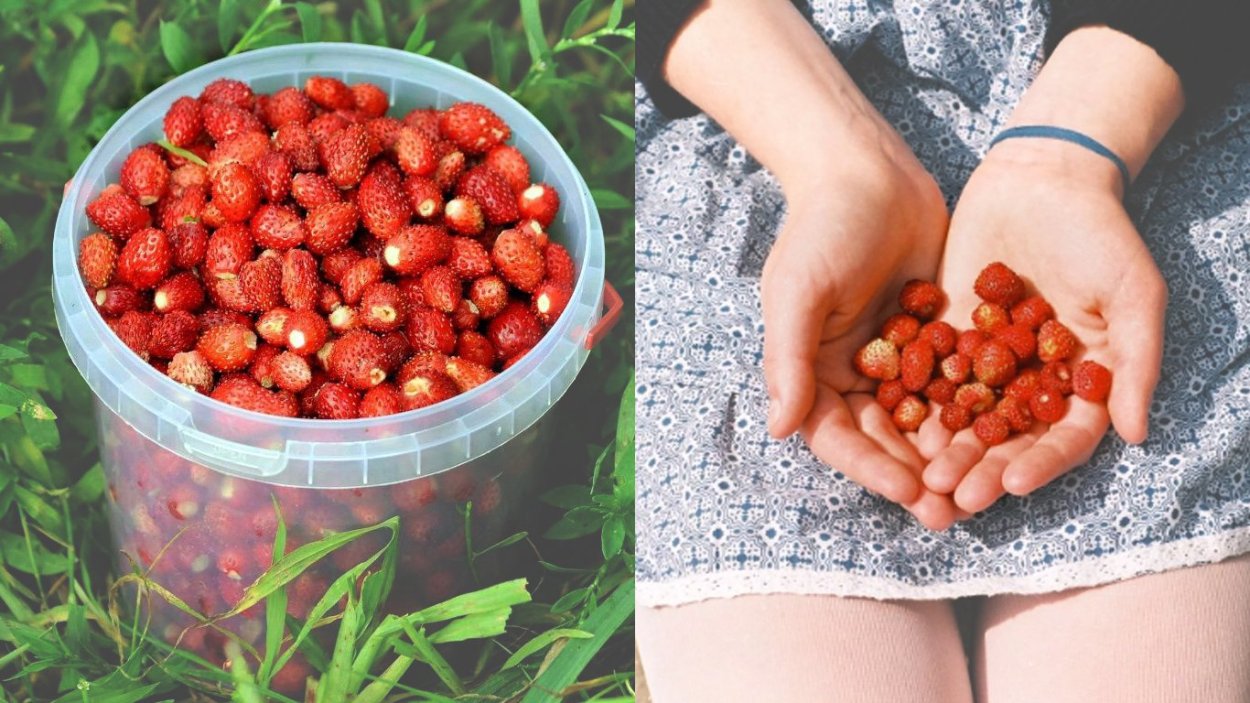 Сбор земляники в лесу