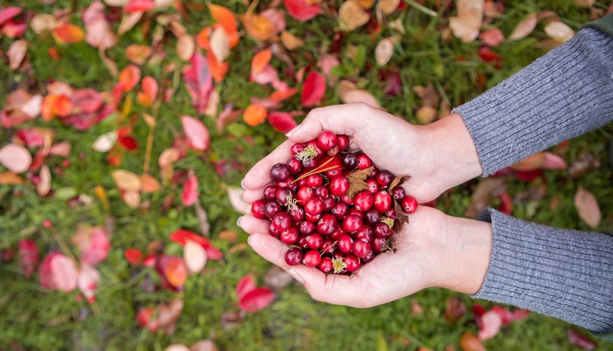 Бордовые ягоды