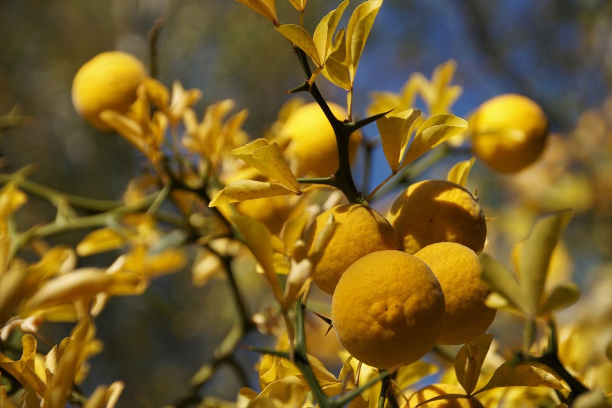 Осенний лимон