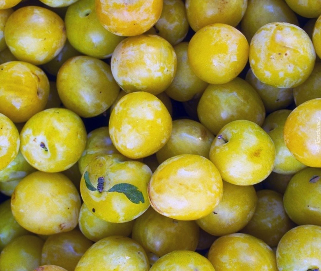 Слива Россошанская желтая