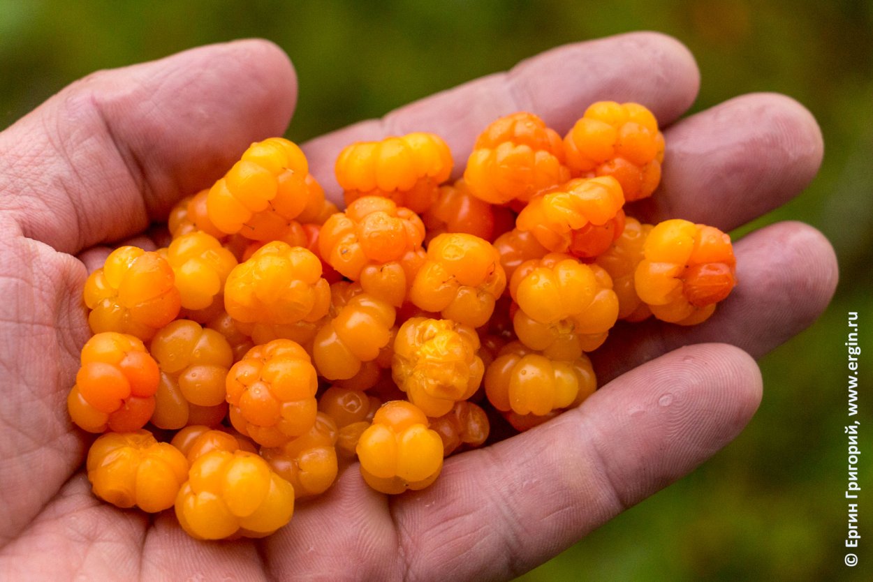 Морошка обыкновенная