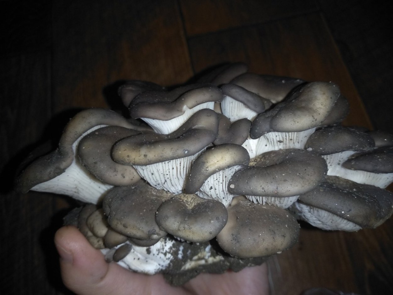 Вешенки грибы ядовитые