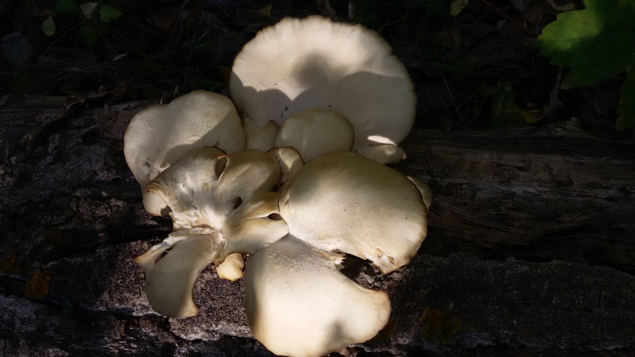 Устричный гриб