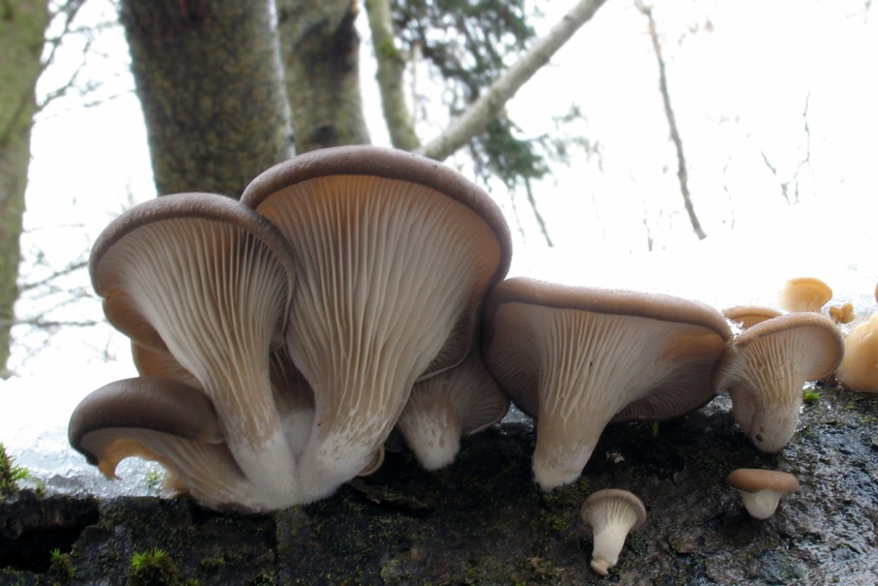 Вешенка обыкновенная (Pleurotus ostreatus)