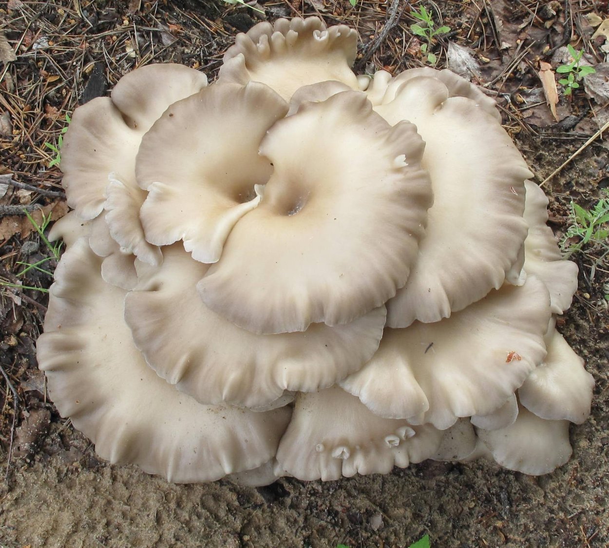 Вешенка однобочка