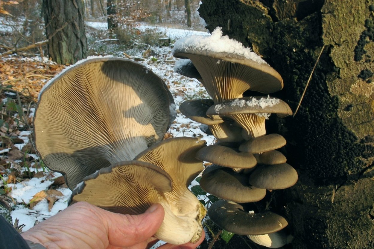 Вёшенка обыкновенная