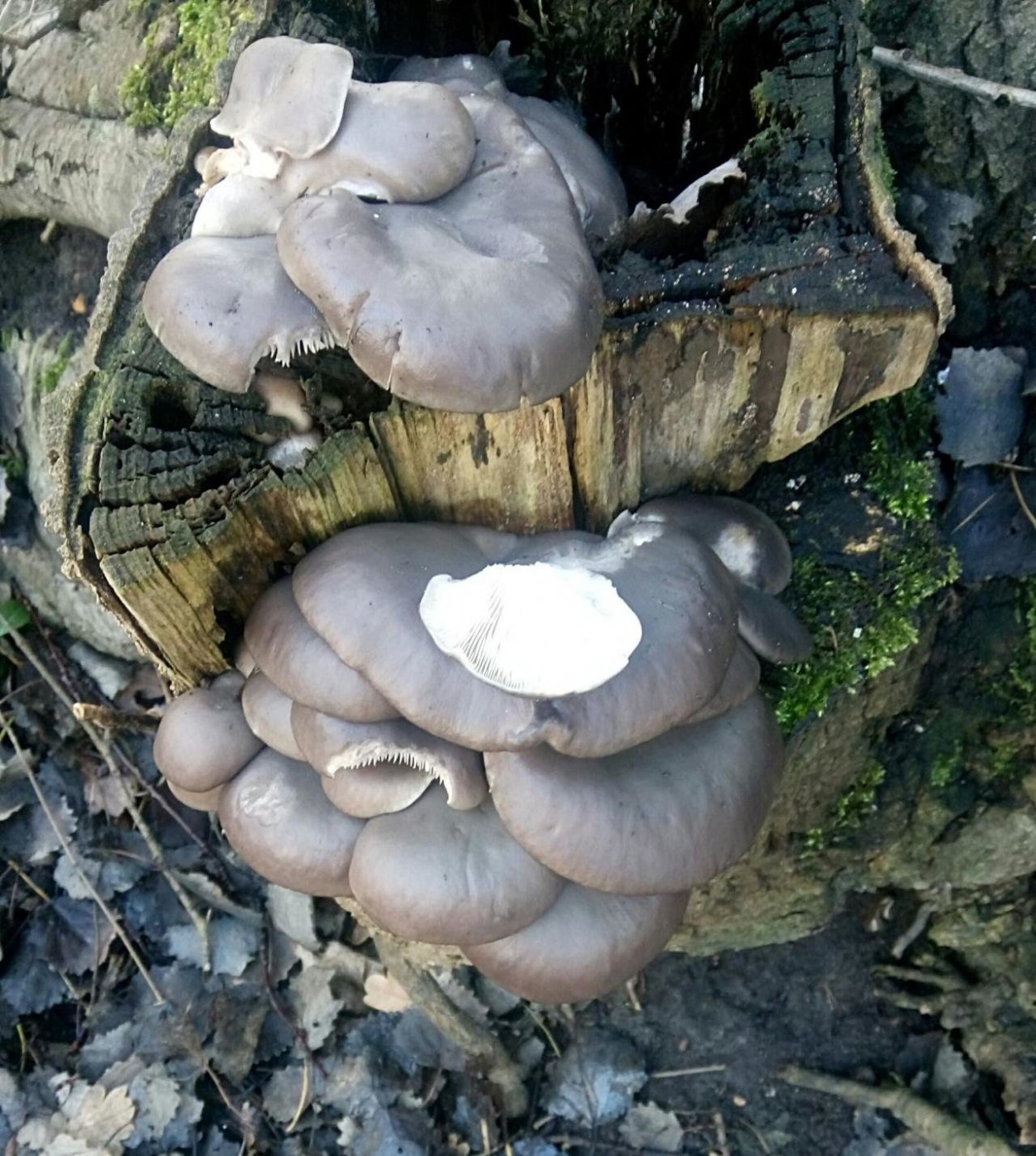 Вешенка устричная