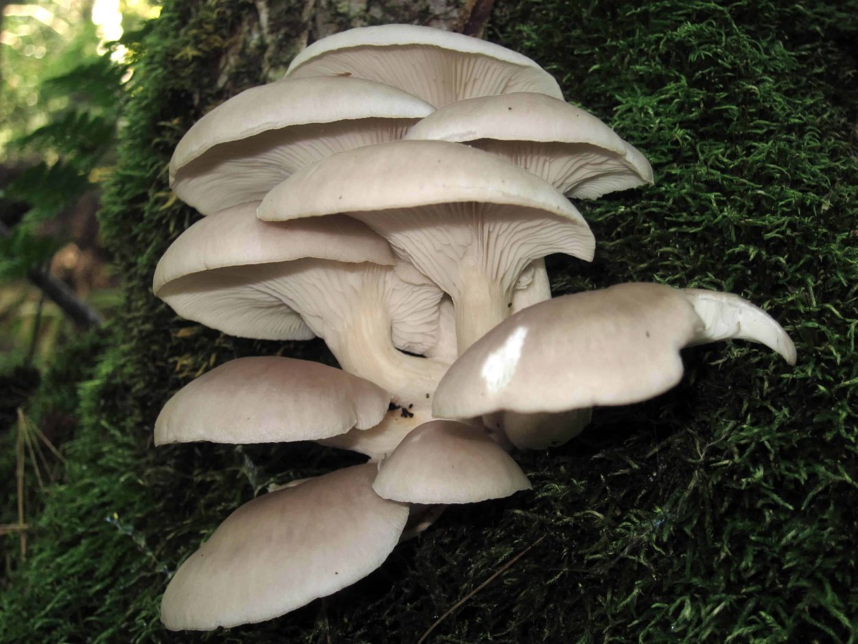 Вешенка устричная (Pleurotus ostreatus)