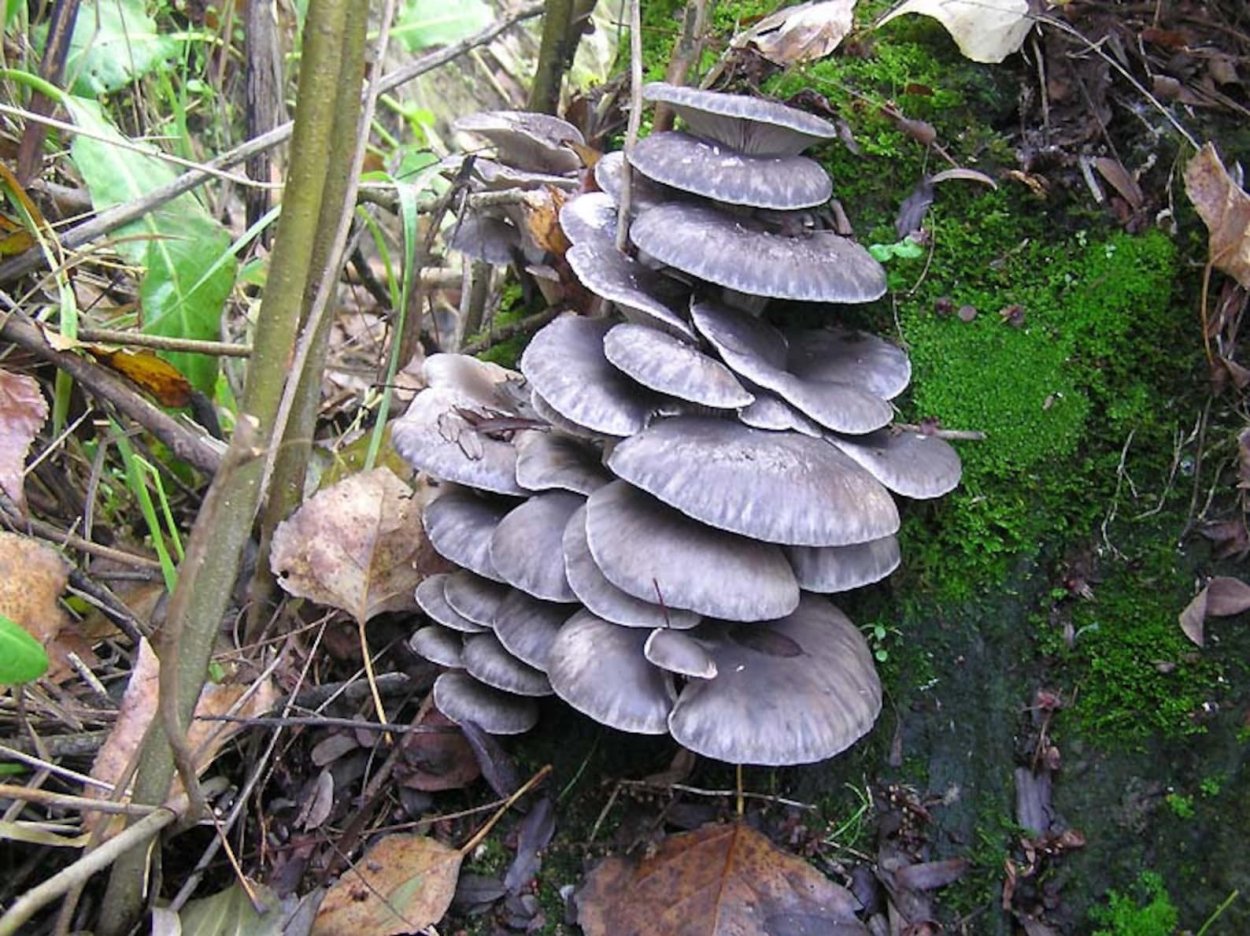 Лесная вешенка несъедобная