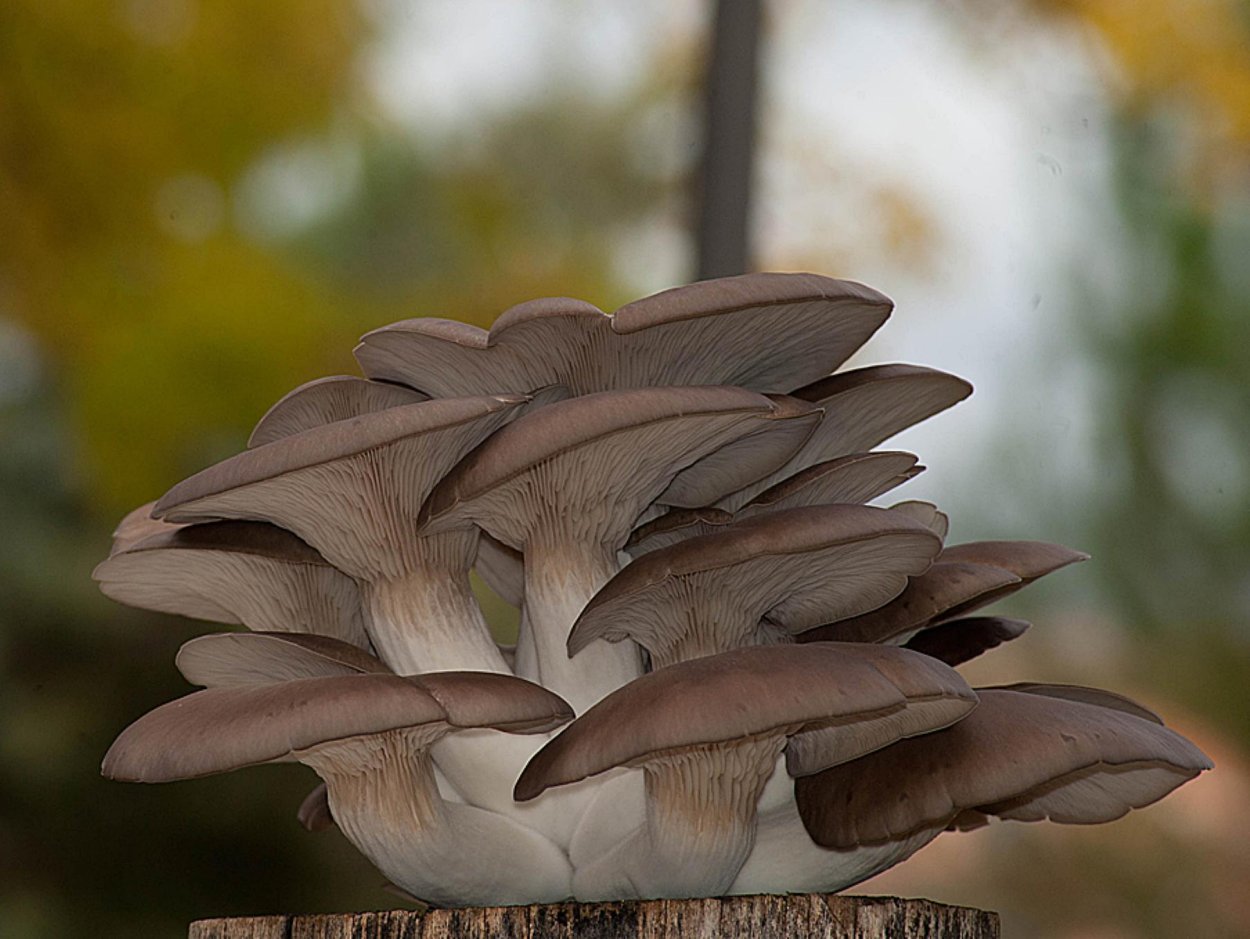 Pleurotus columbinus