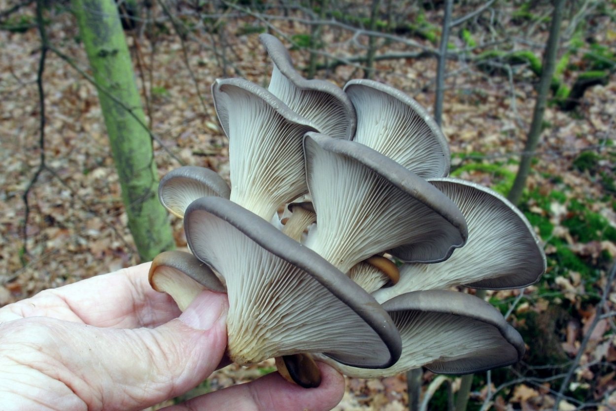 Вешенка обыкновенная (Pleurotus ostreatus)