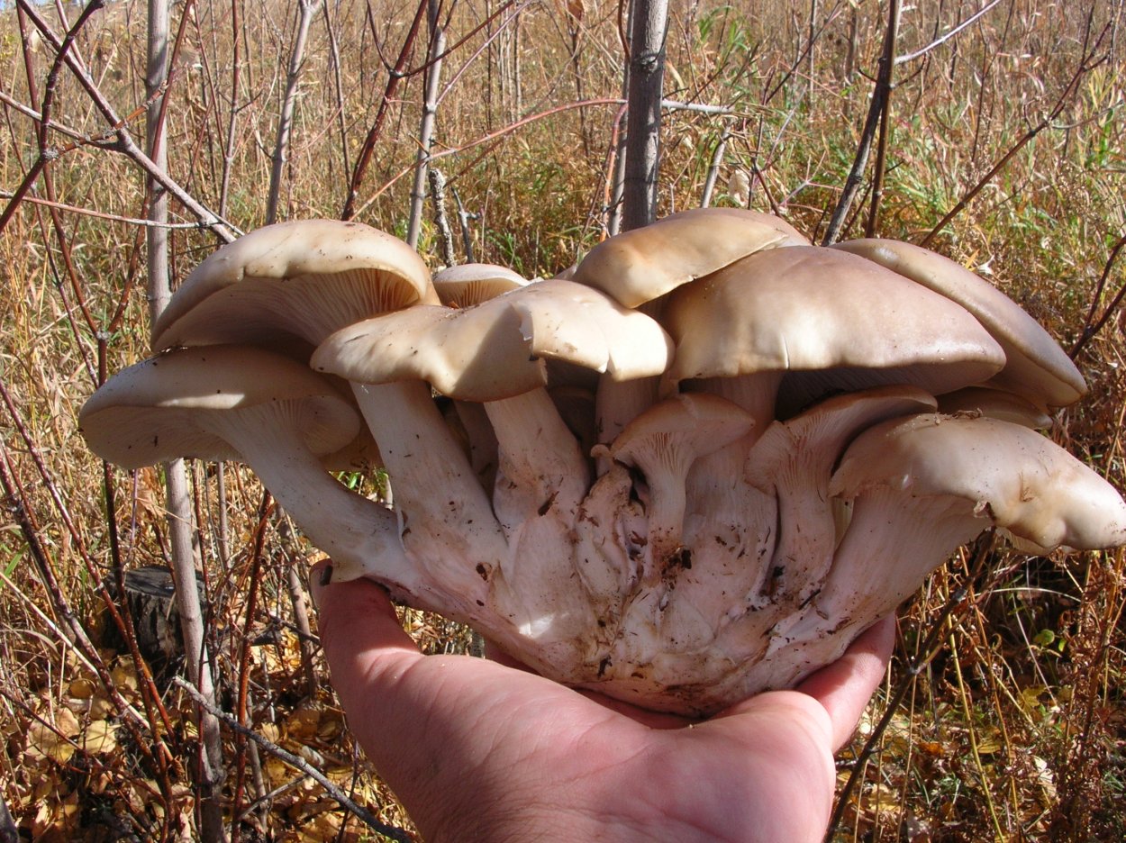 Вешенки осенние