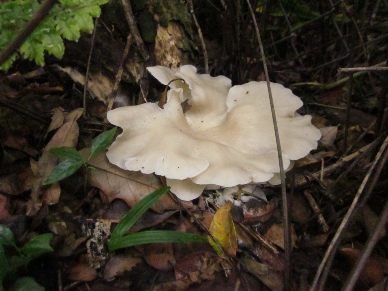 Вешенки чинарики