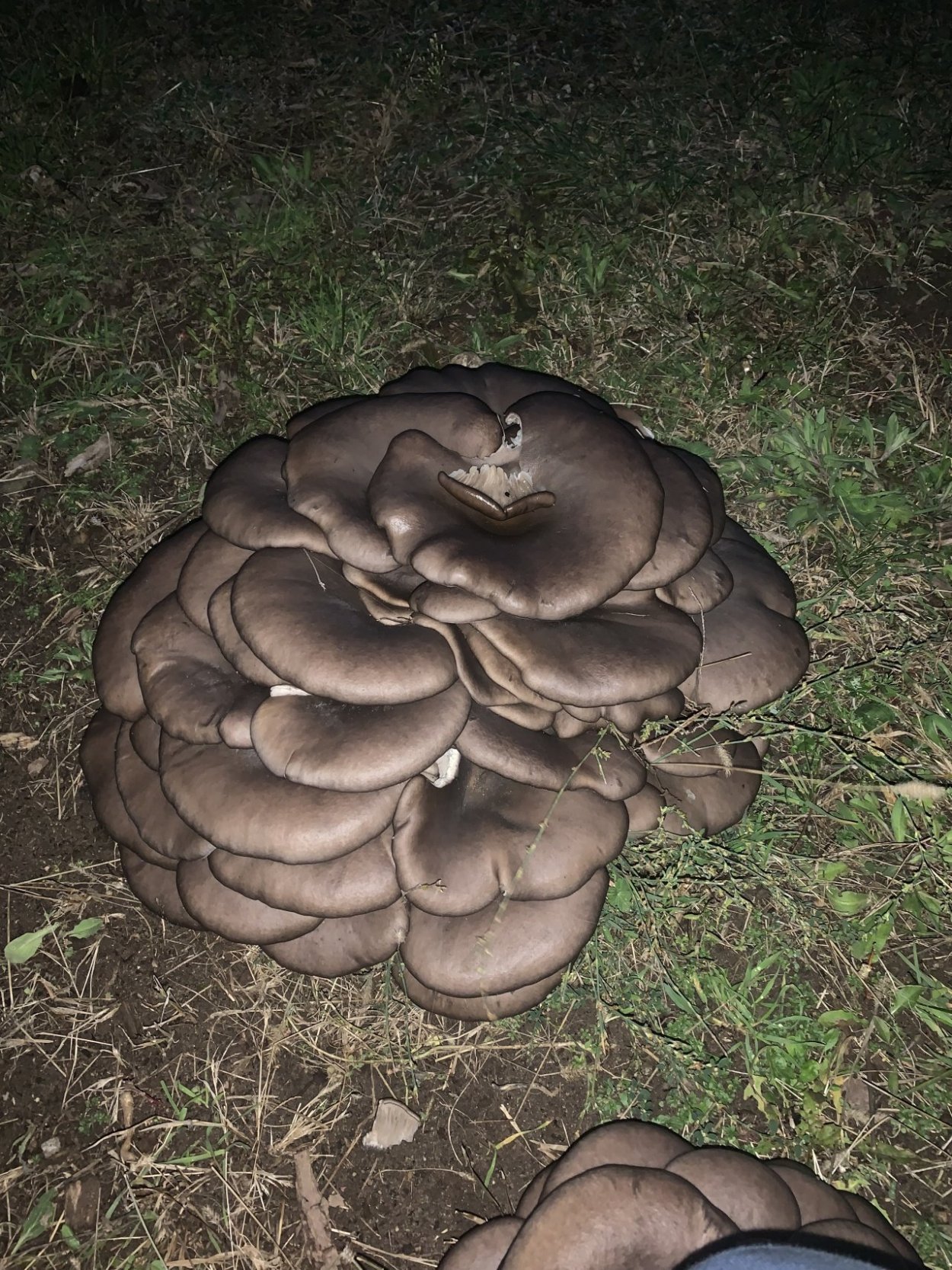 Вешенка Лесная ложная