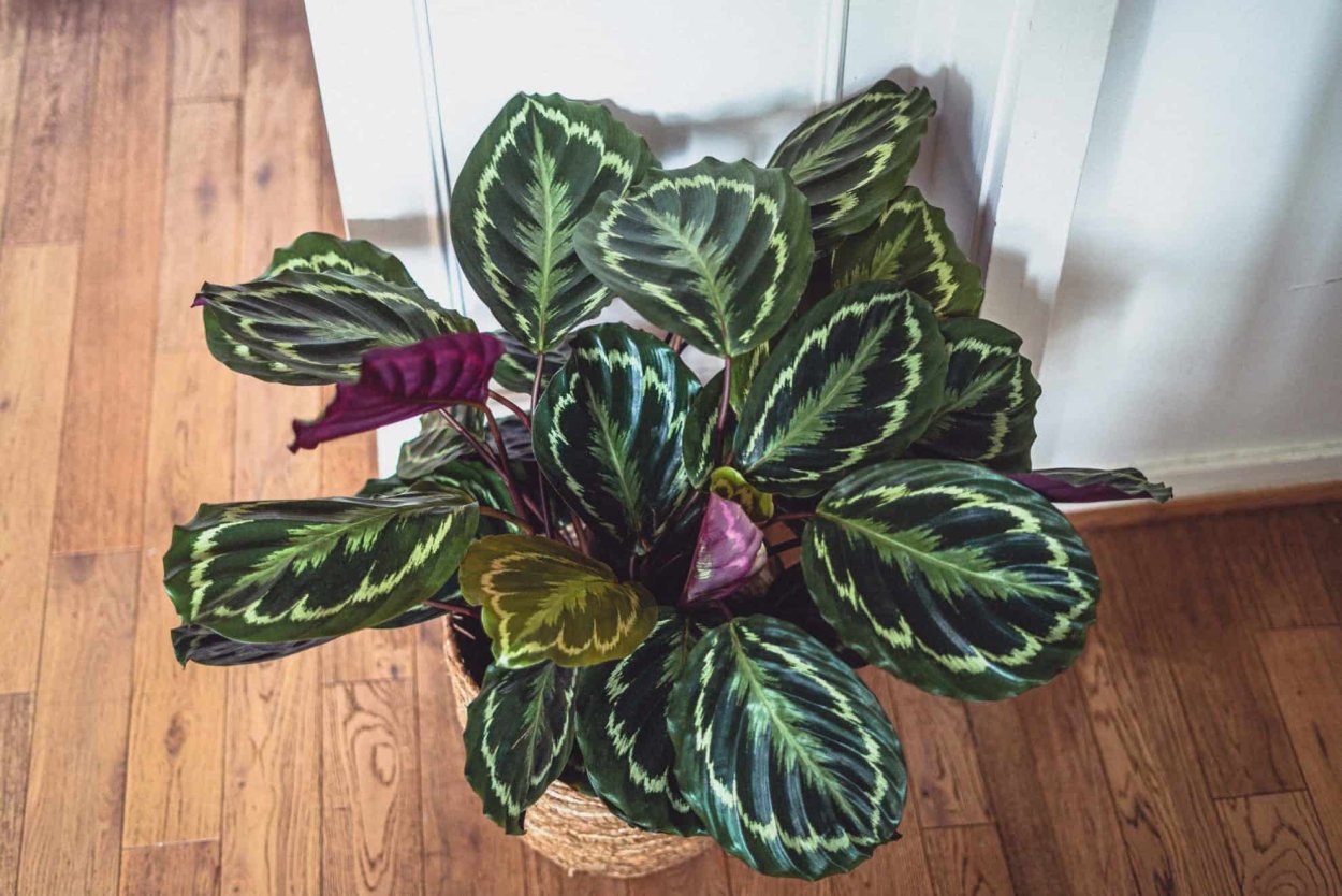 Калатея розеопикта Грин