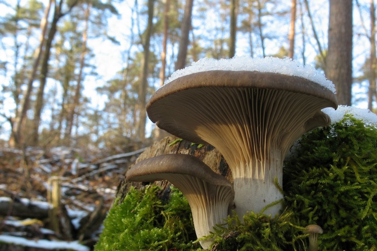 Лесная вешенка несъедобная