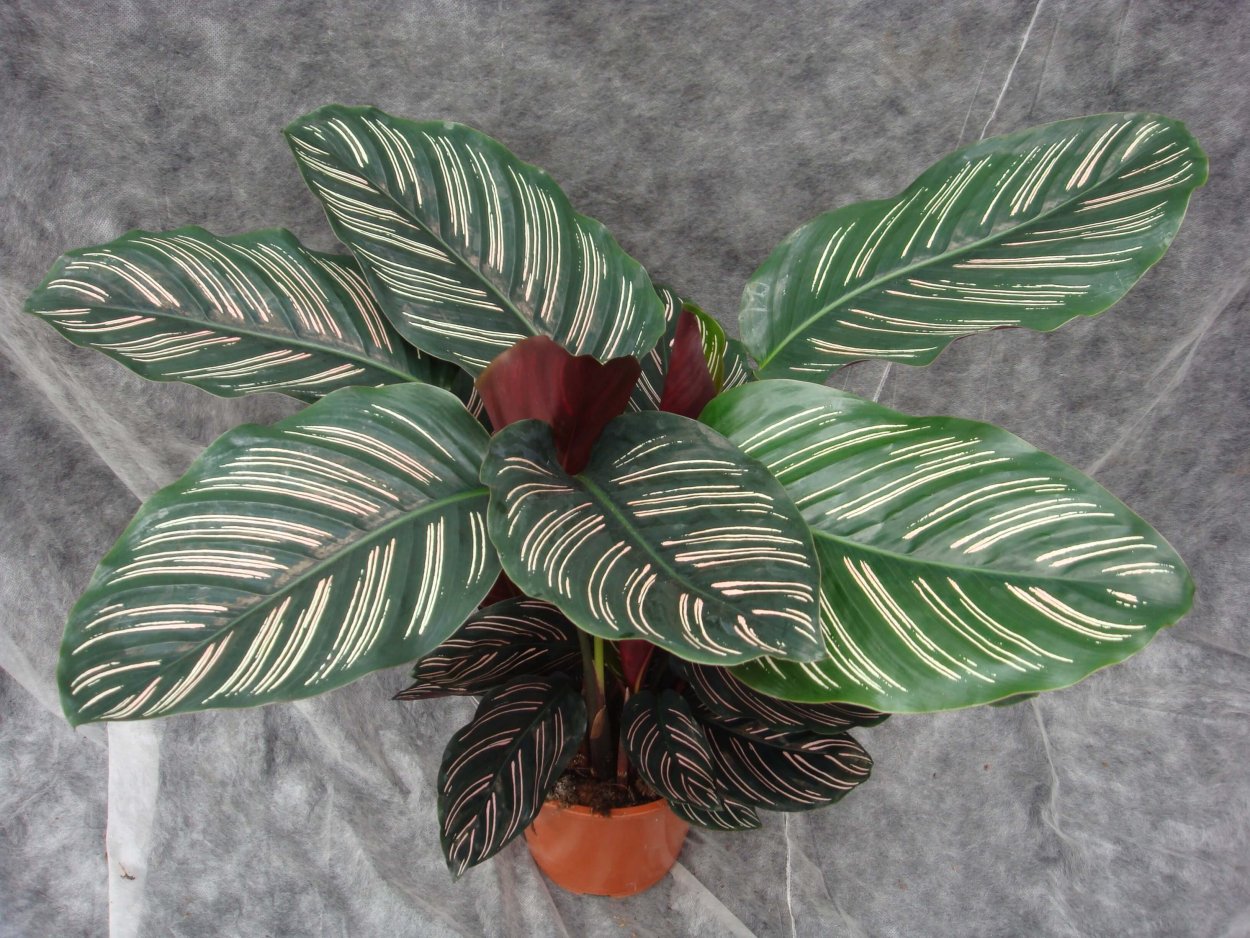 Калатея Pinstripe
