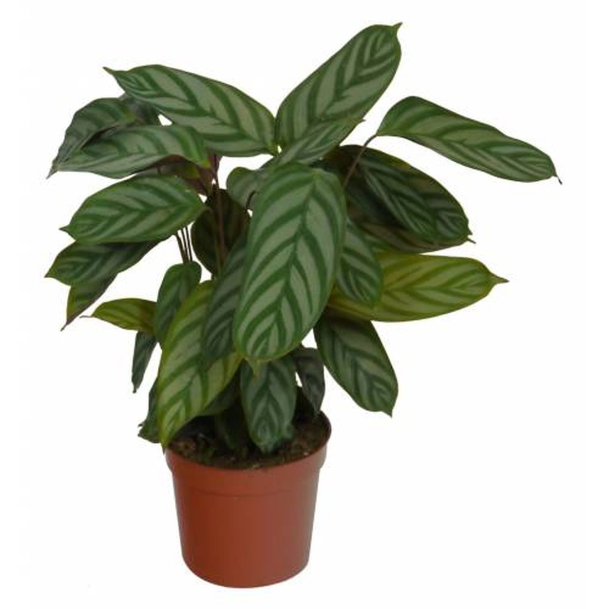 Калатея Компактстар