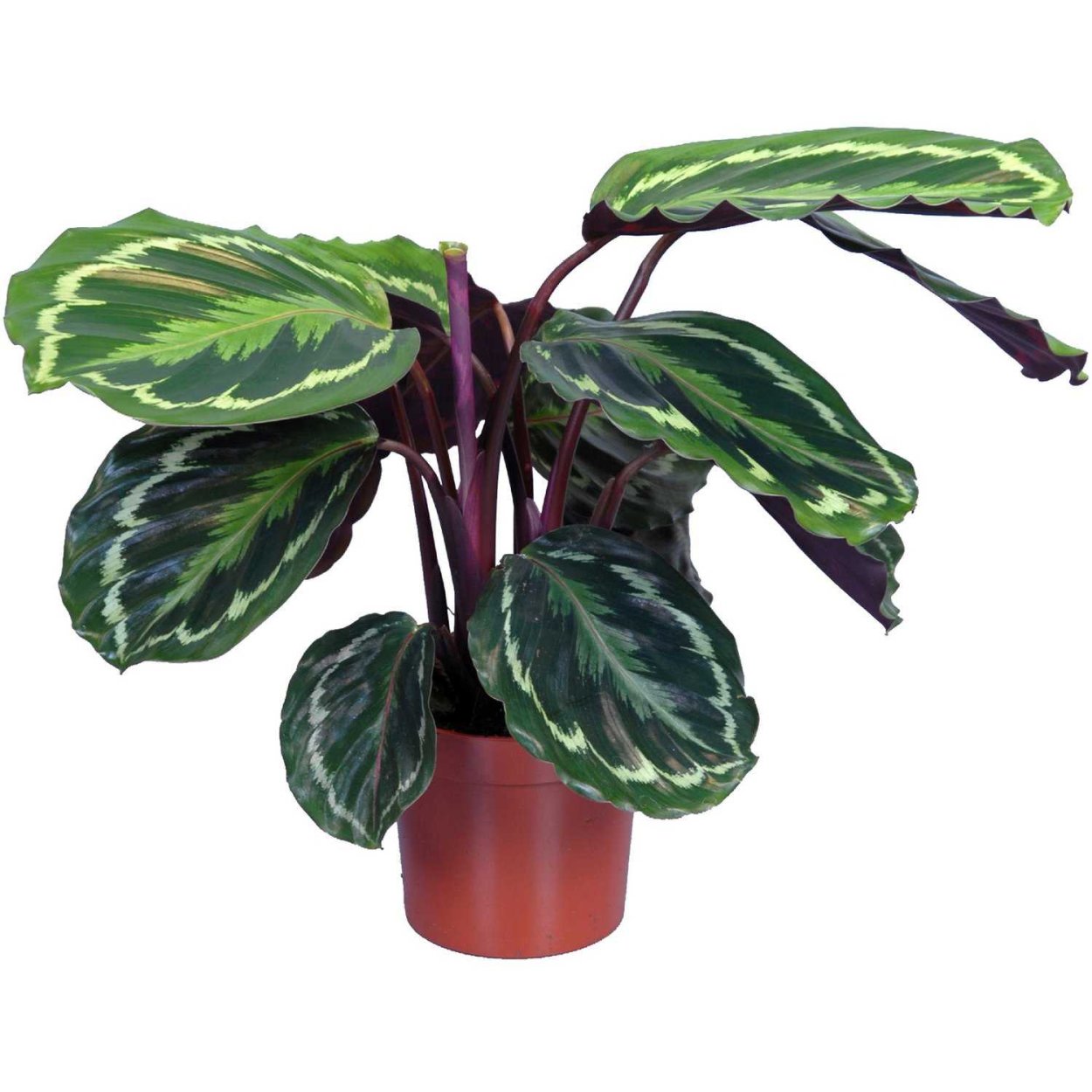 Калатея шафранная