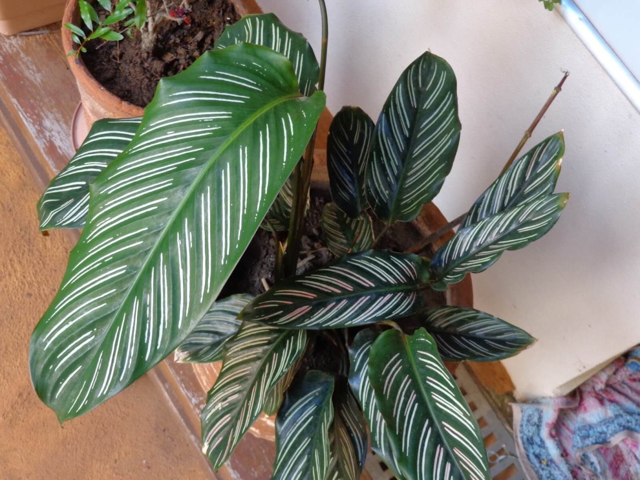 Калатея лицей