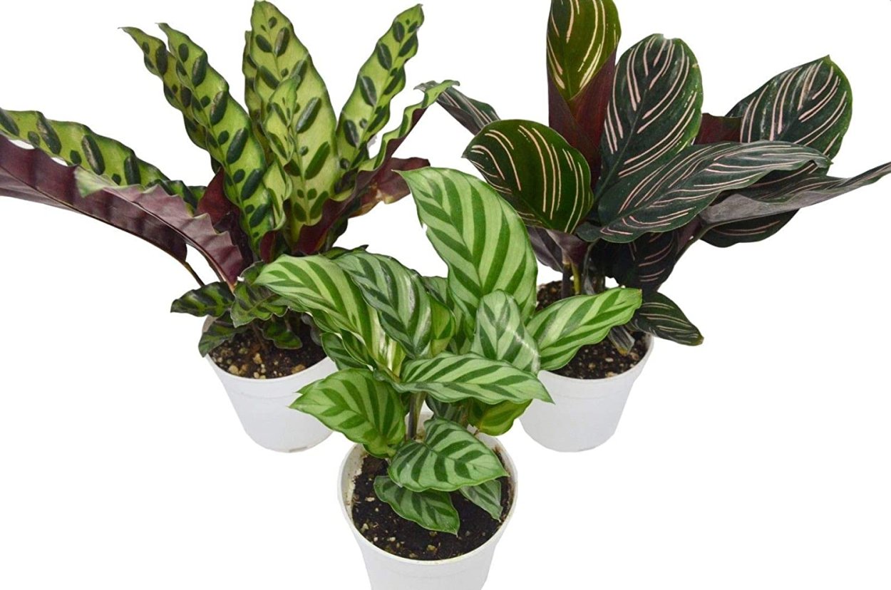 Калатея Павлин