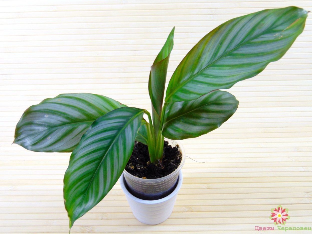 Калатея argyrophylla-Exotica