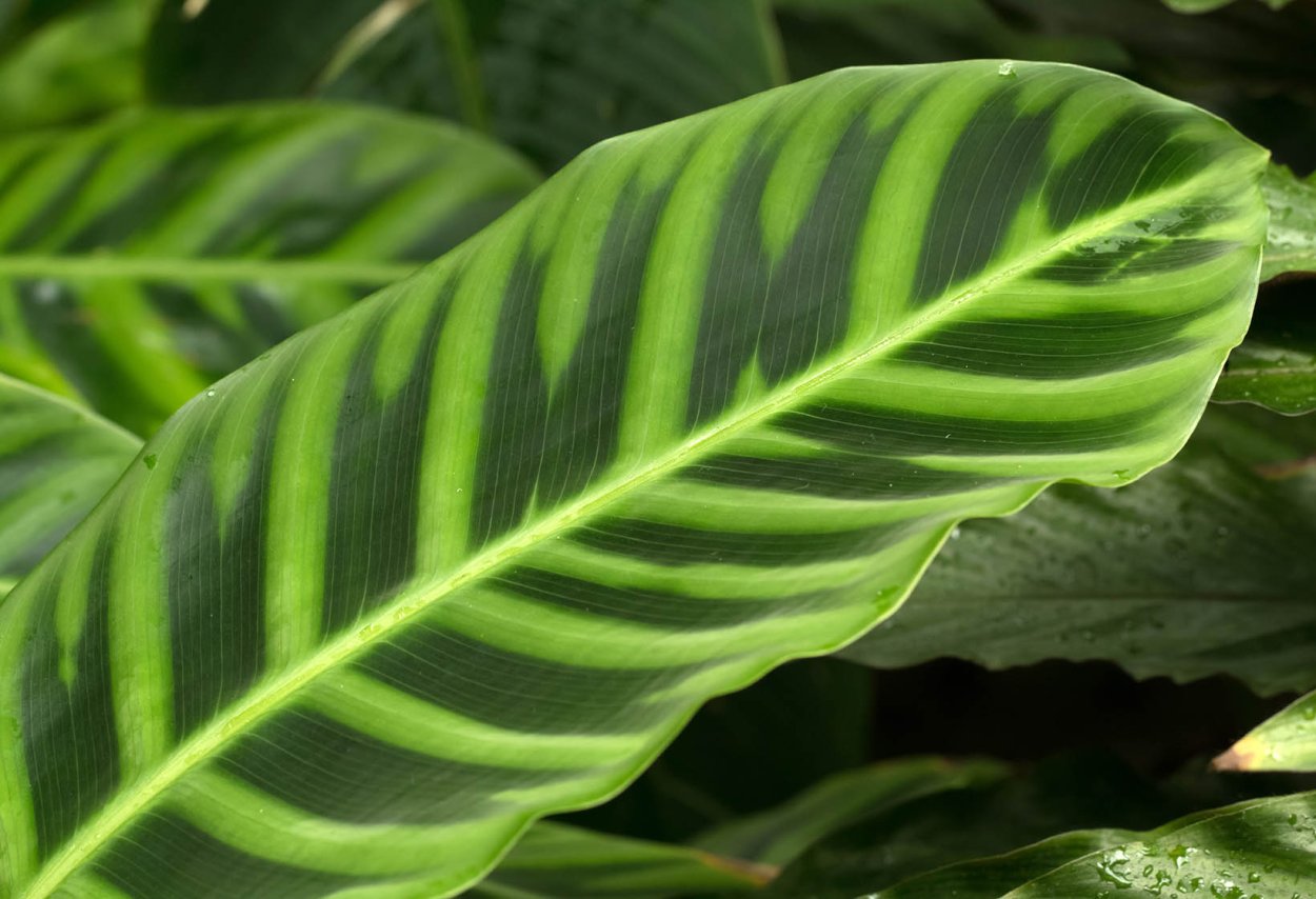 Калатея Бахема