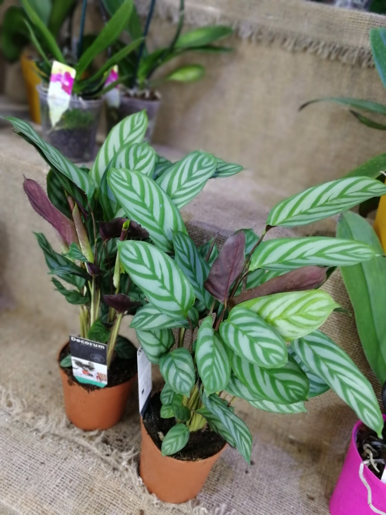 Калатея Бахема