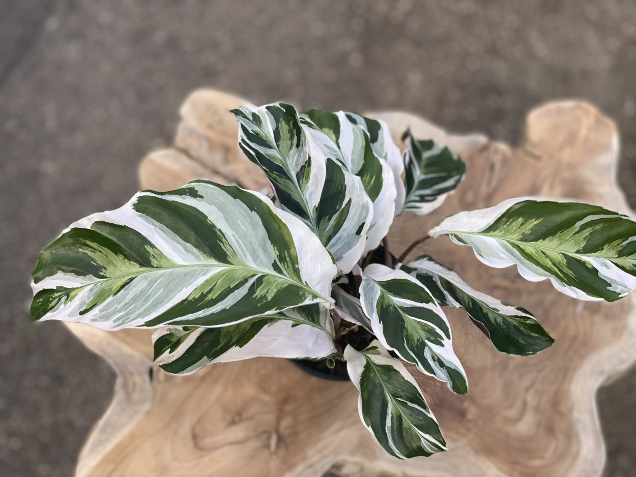 Калатея Вайт Фьюжн
