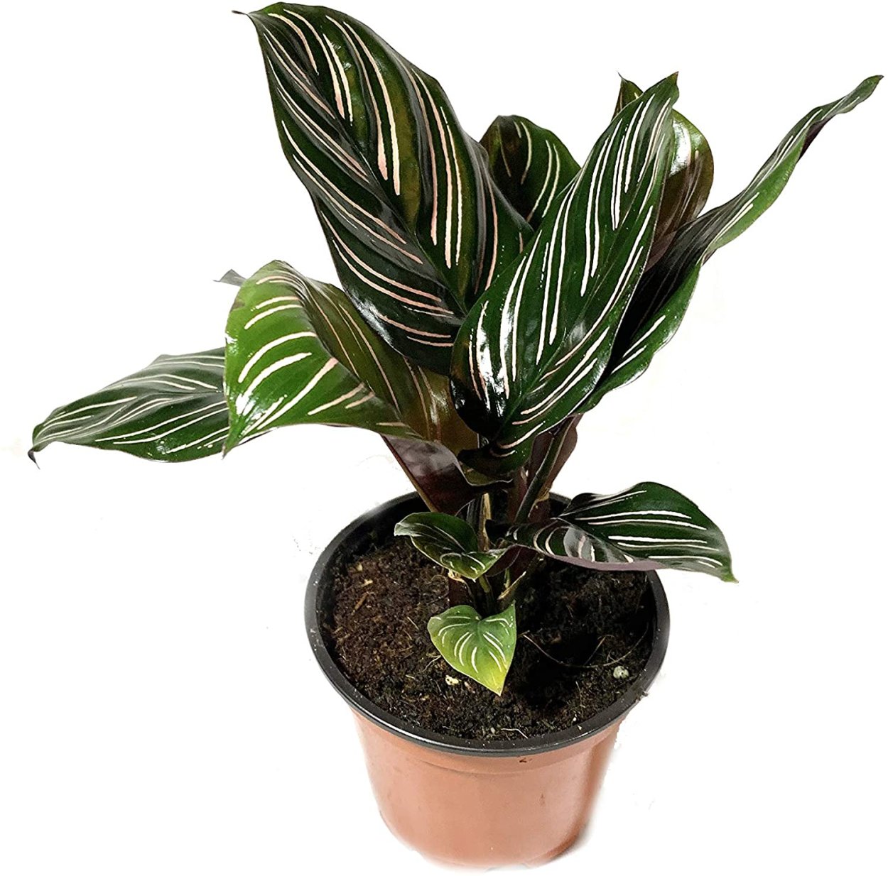 Калатея Ornata sanderiana