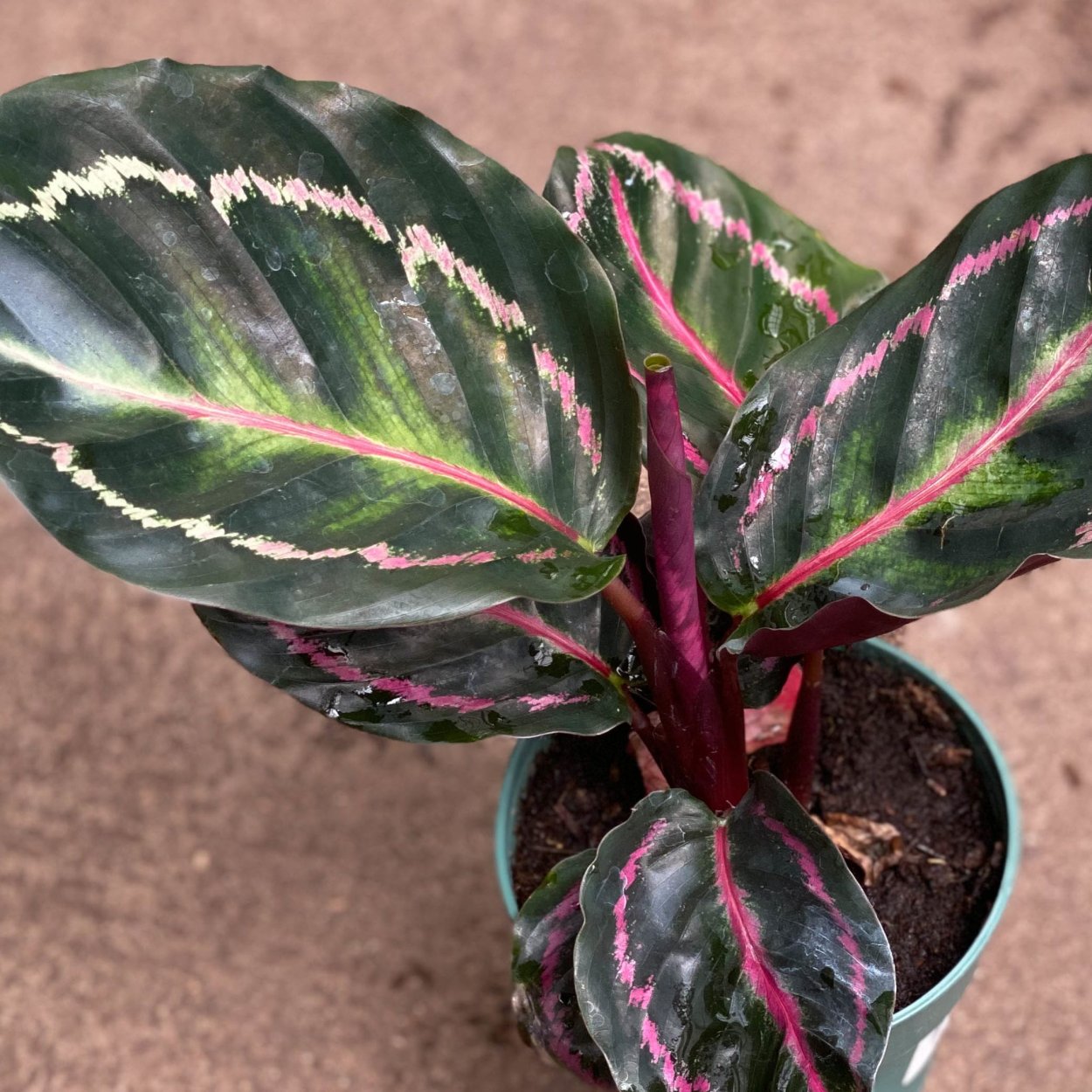 Калатея шафранная