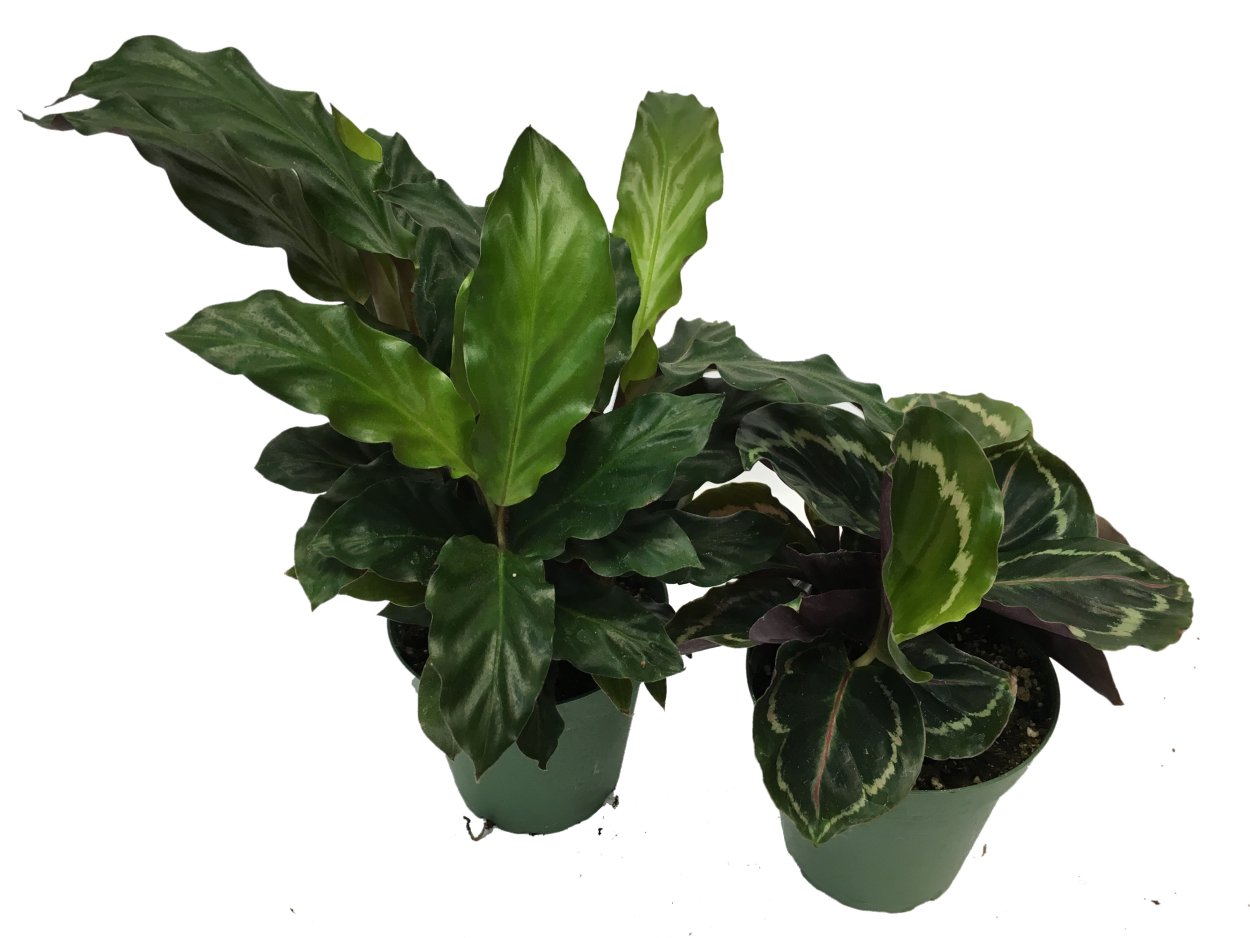 Калатея chimboracensis