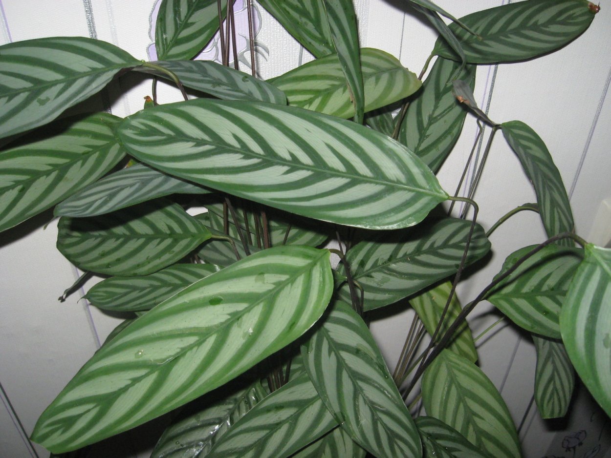 Ктенанта Амабилис