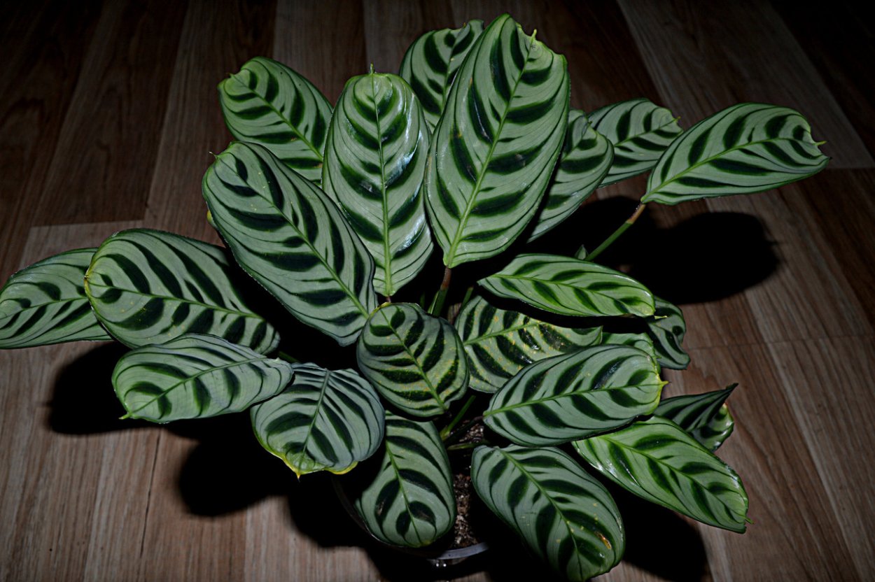 Маранта ктенанта