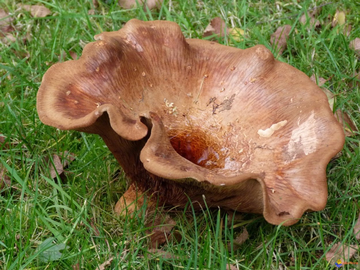 Свинушка гриб Рыжик