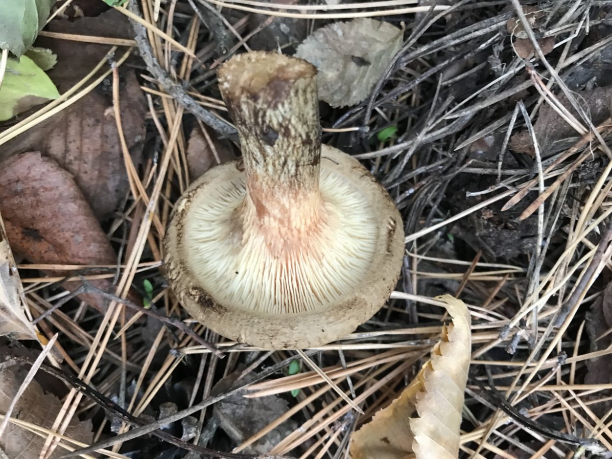 Involutus Paxillus involutus