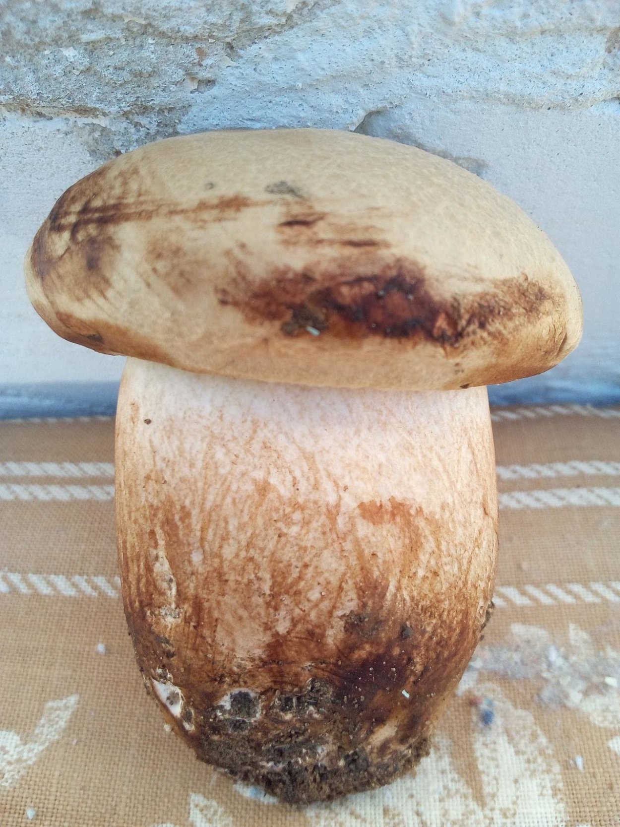 Свинушка тапинелла