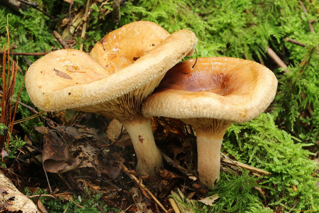 Свинушка Paxillus rubicundulus