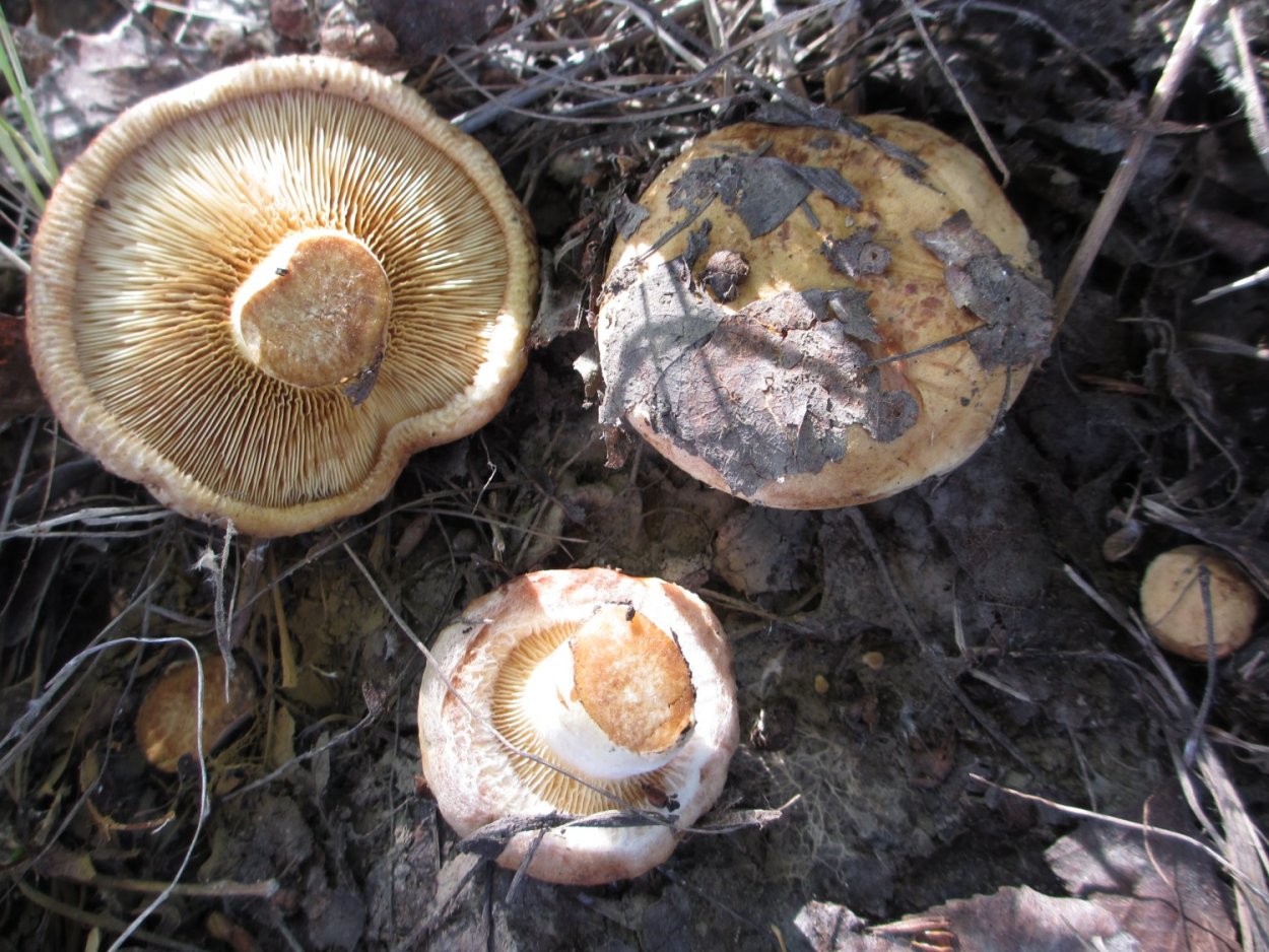 Грибы свинушки съедобные и несъедобные