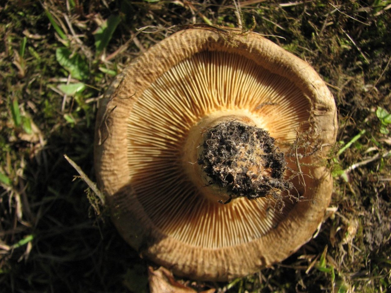 Свинушка тонкая Paxillus involutus