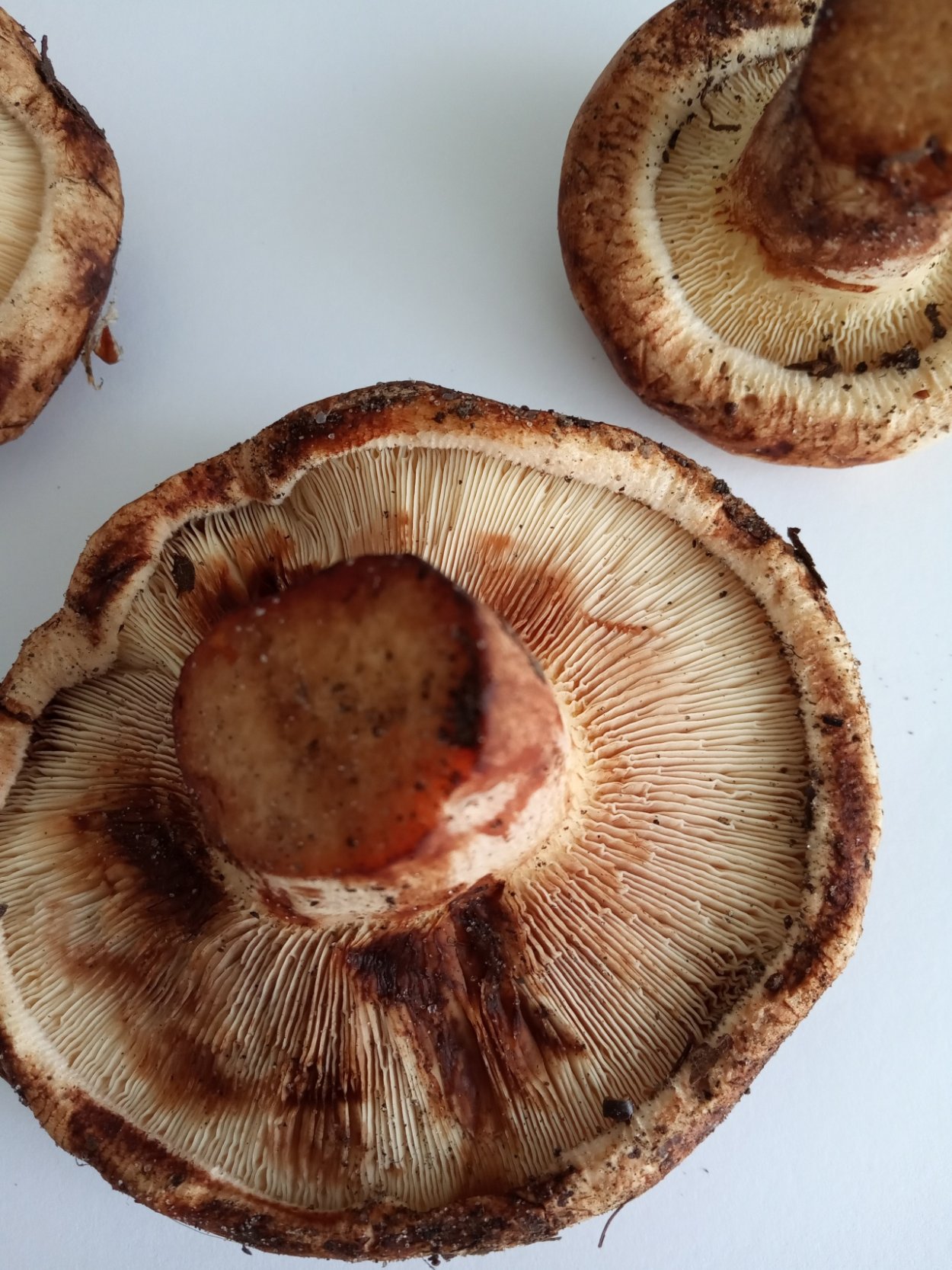 Грибы волнушки свинушки