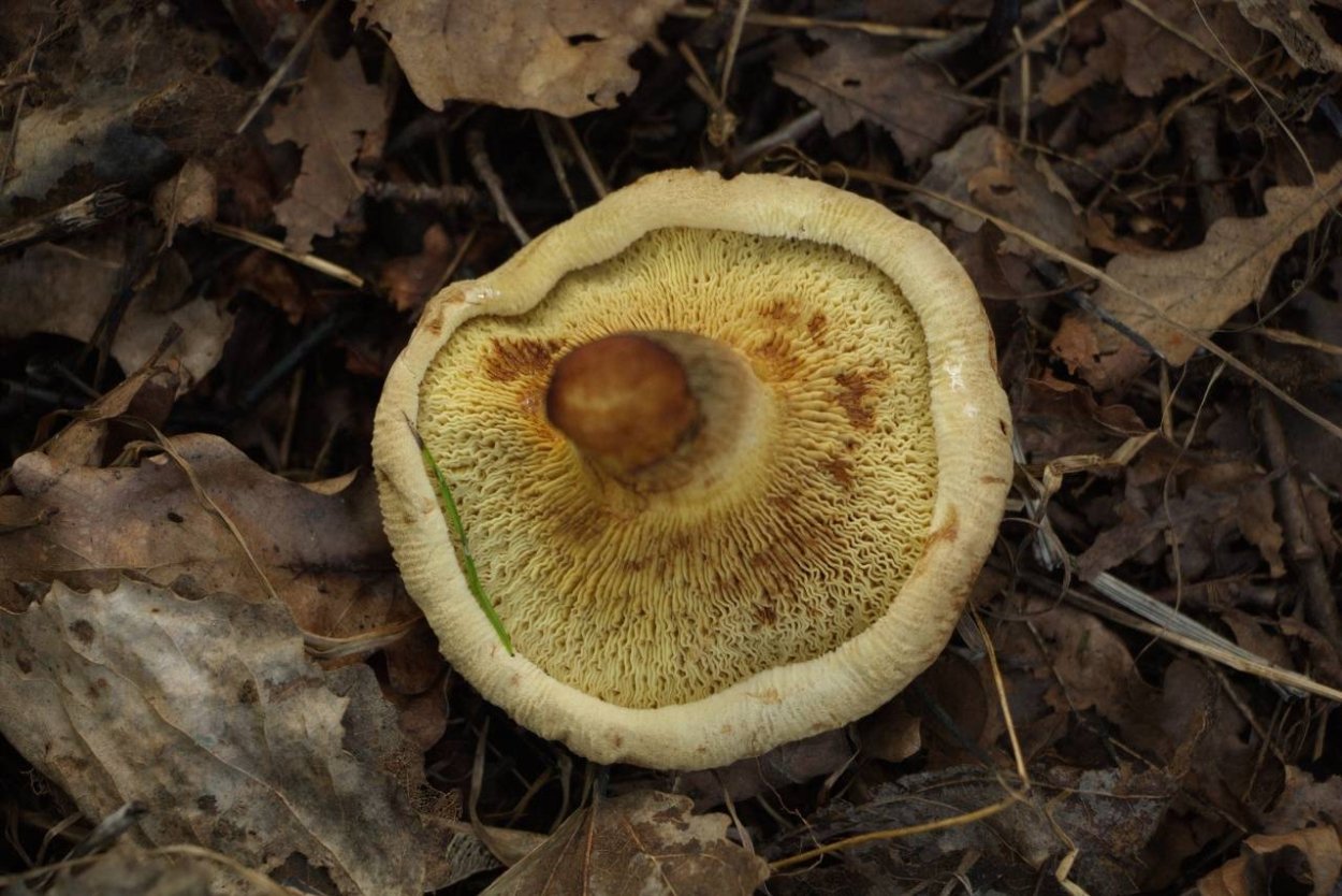 Свинушка гриб белая